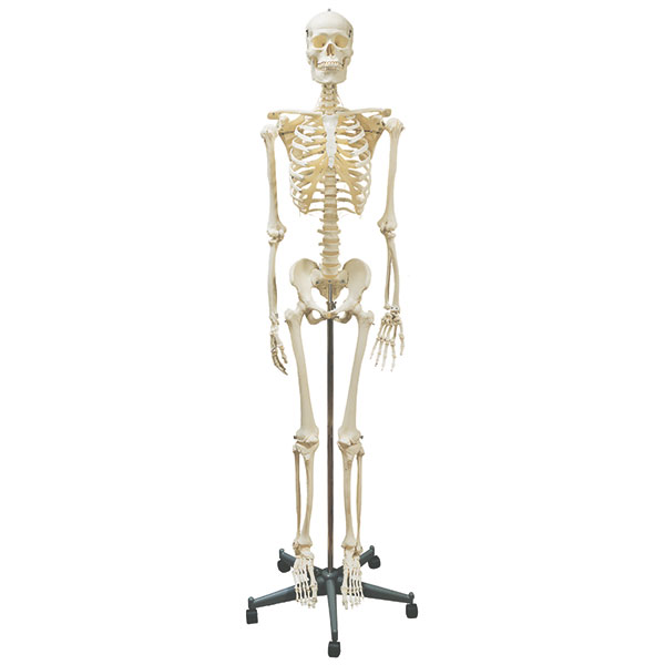 Homo Skelett